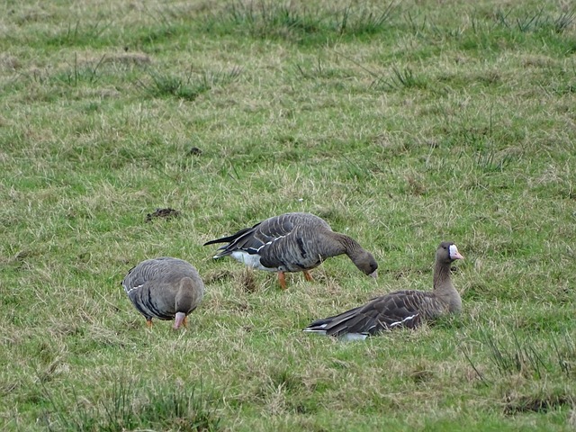 家队大旗 家队大旗